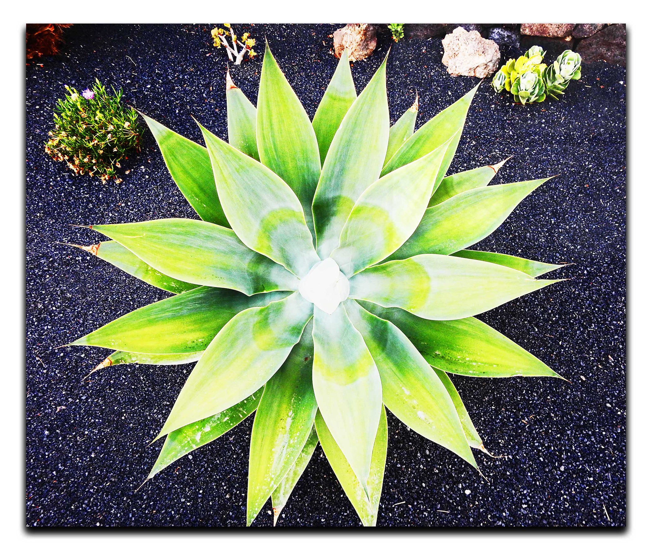 Green Star Plant - Acrylic Print - Flowers & Plants Category