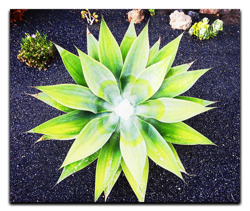 Green Star Plant - Acrylic Print - Flowers & Plants Category