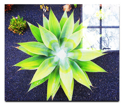 Green Star Plant - Acrylic Print - Flowers & Plants Category