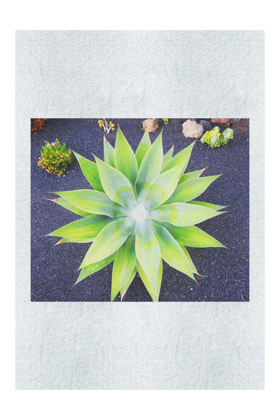 Green Star Plant - Fine Art Print - Flowers & Plants Category