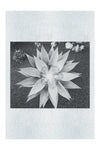 Green Star Plant - Monochrome Fine Art Print - Flowers & Plants Category