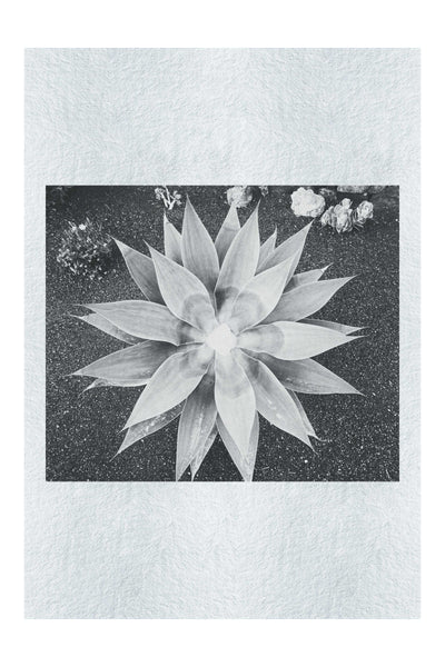 Green Star Plant - Monochrome Fine Art Print - Flowers & Plants Category