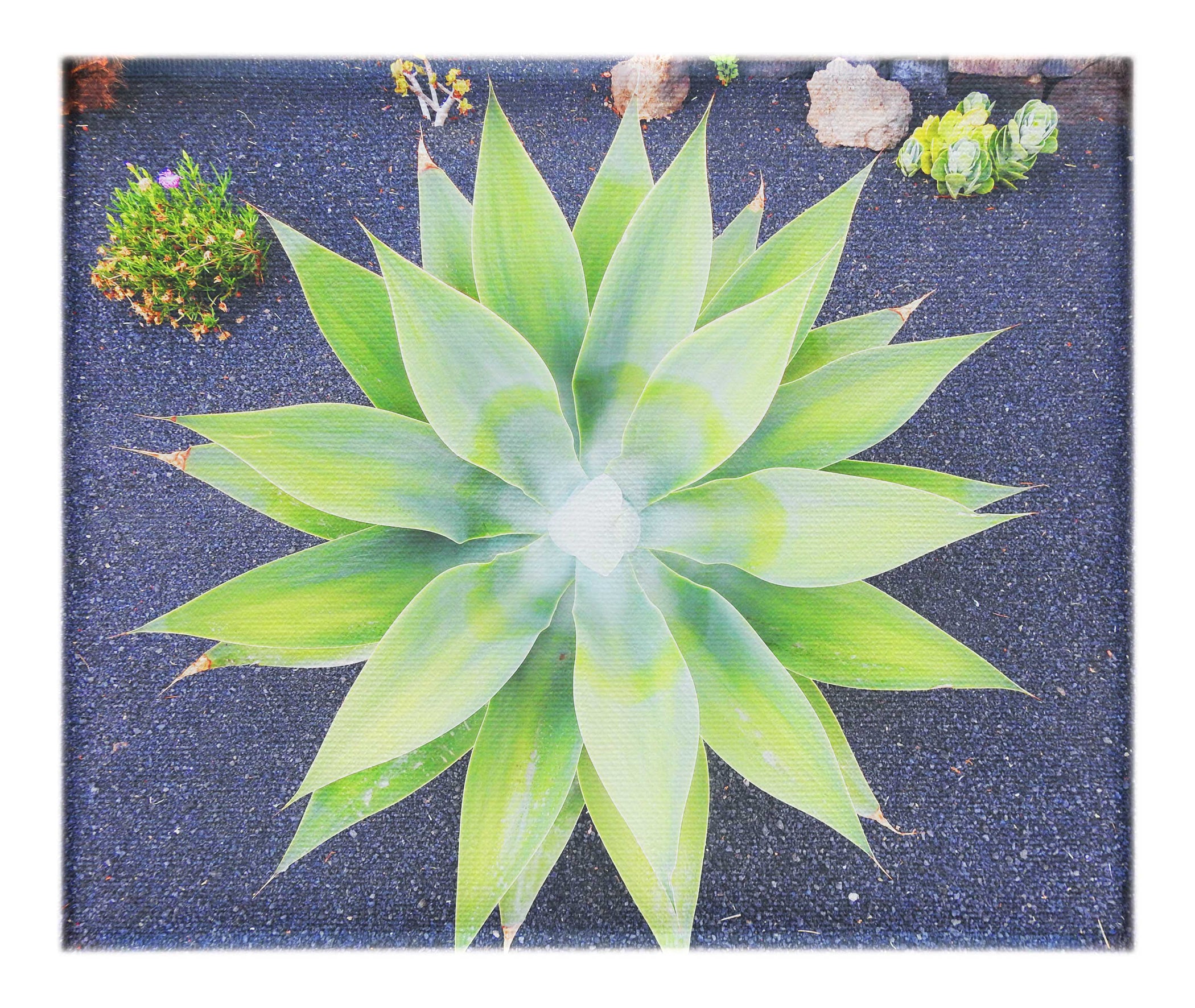 Green Star Plant - Canvas Print - Flowers & Plants Category