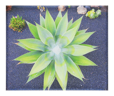 Green Star Plant - Canvas Print - Flowers & Plants Category