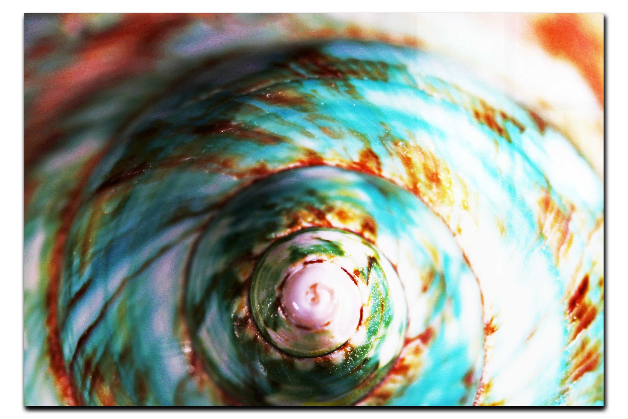 Teal and Orange Turbindae Shell - Aquatic Art - Acrylic Print