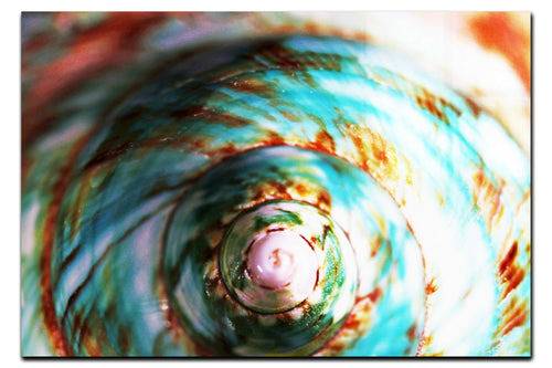 Teal and Orange Turbindae Shell - Aquatic Art - Acrylic Print