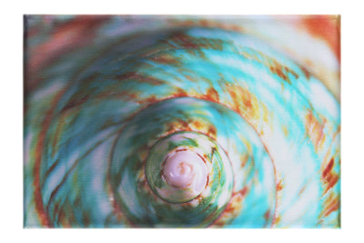 Teal and Orange Turbinidae Shell - Canvas Print - Aquatic Category