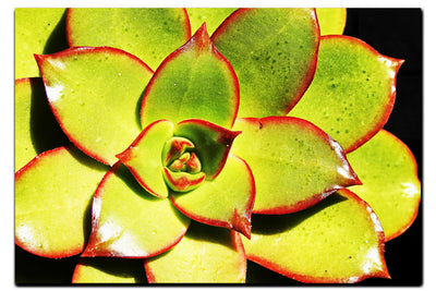 Echeveria Agavoides - Acrylic Print - Flowers & Plants Category