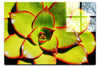 Echeveria Agavoides - Acrylic Print - Flowers & Plants Category