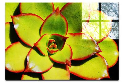 Echeveria Agavoides - Acrylic Print - Flowers & Plants Category