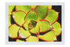 Echeveria Agavoides - Fine Art Print - Flowers & Plants Category