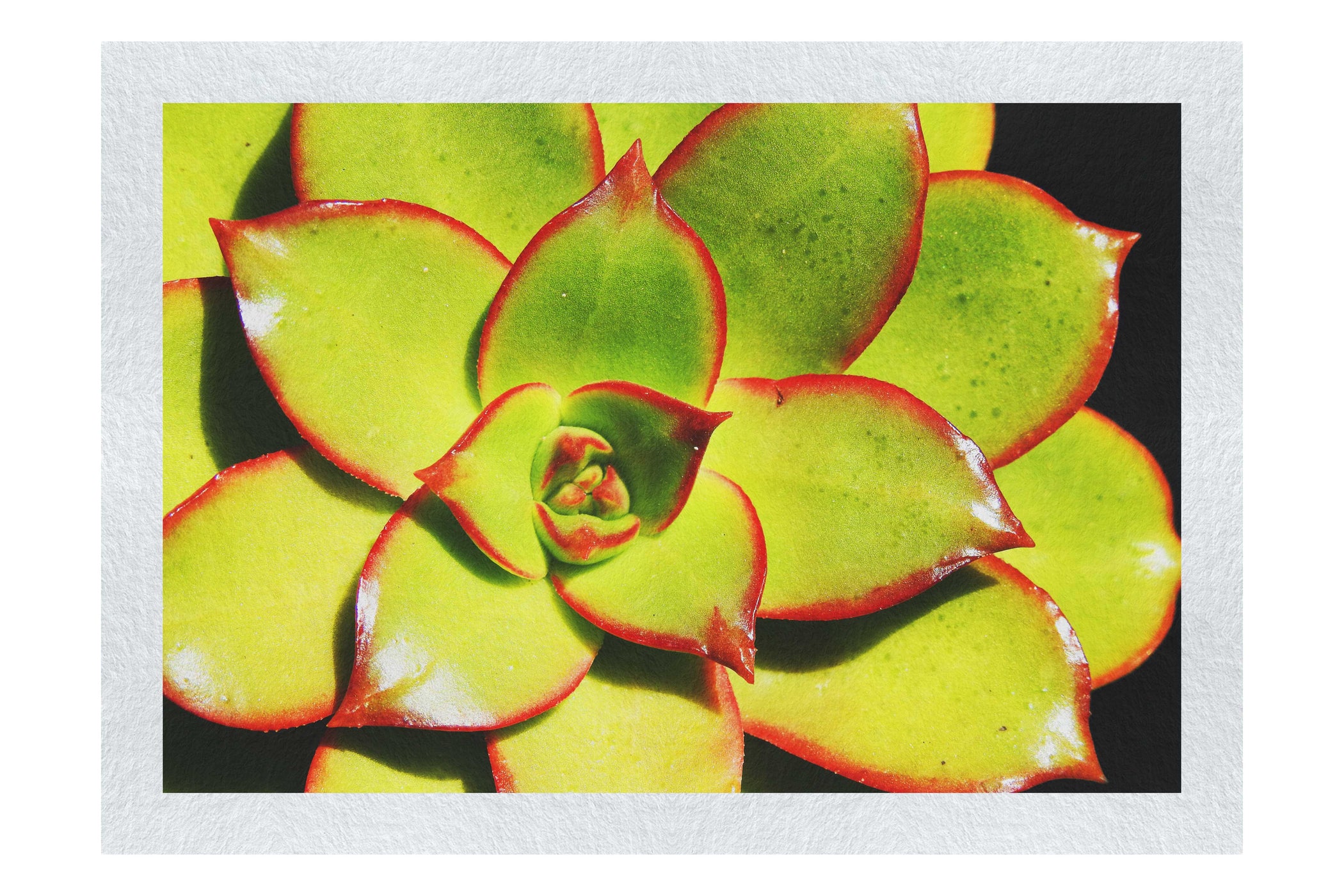 Echeveria Agavoides - Fine Art Print - Flowers & Plants Category