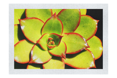 Echeveria Agavoides - Fine Art Print - Flowers & Plants Category