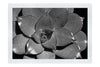 Echeveria Agavoides - Monochrome Fine Art Print - Flowers & Plants Category