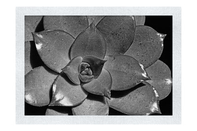 Echeveria Agavoides - Monochrome Fine Art Print - Flowers & Plants Category