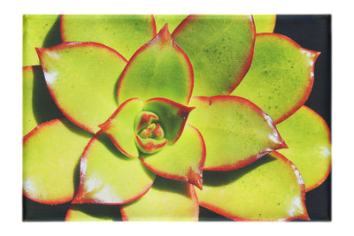 Echeveria Agavoides - Canvas Print - Flowers & Plants Category