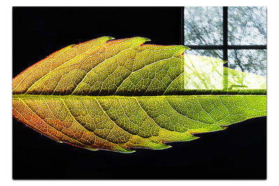 Autumn's Palette: Changing Leaf Portrait - Acrylic Print - Flowers & Plants Category