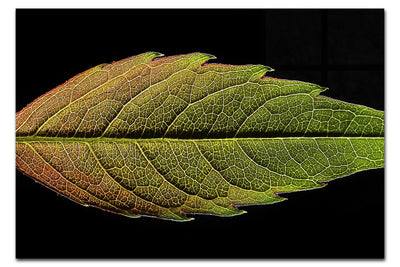 Autumn's Palette: Changing Leaf Portrait - Acrylic Print - Flowers & Plants Category