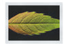 Autumn's Palette: Changing Leaf Portrait - Fine Art Print - Flowers & Plants Category
