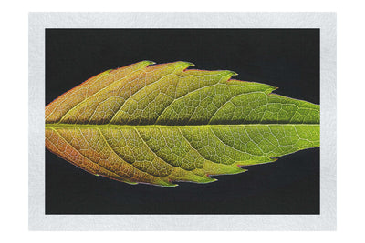 Autumn's Palette: Changing Leaf Portrait - Fine Art Print - Flowers & Plants Category