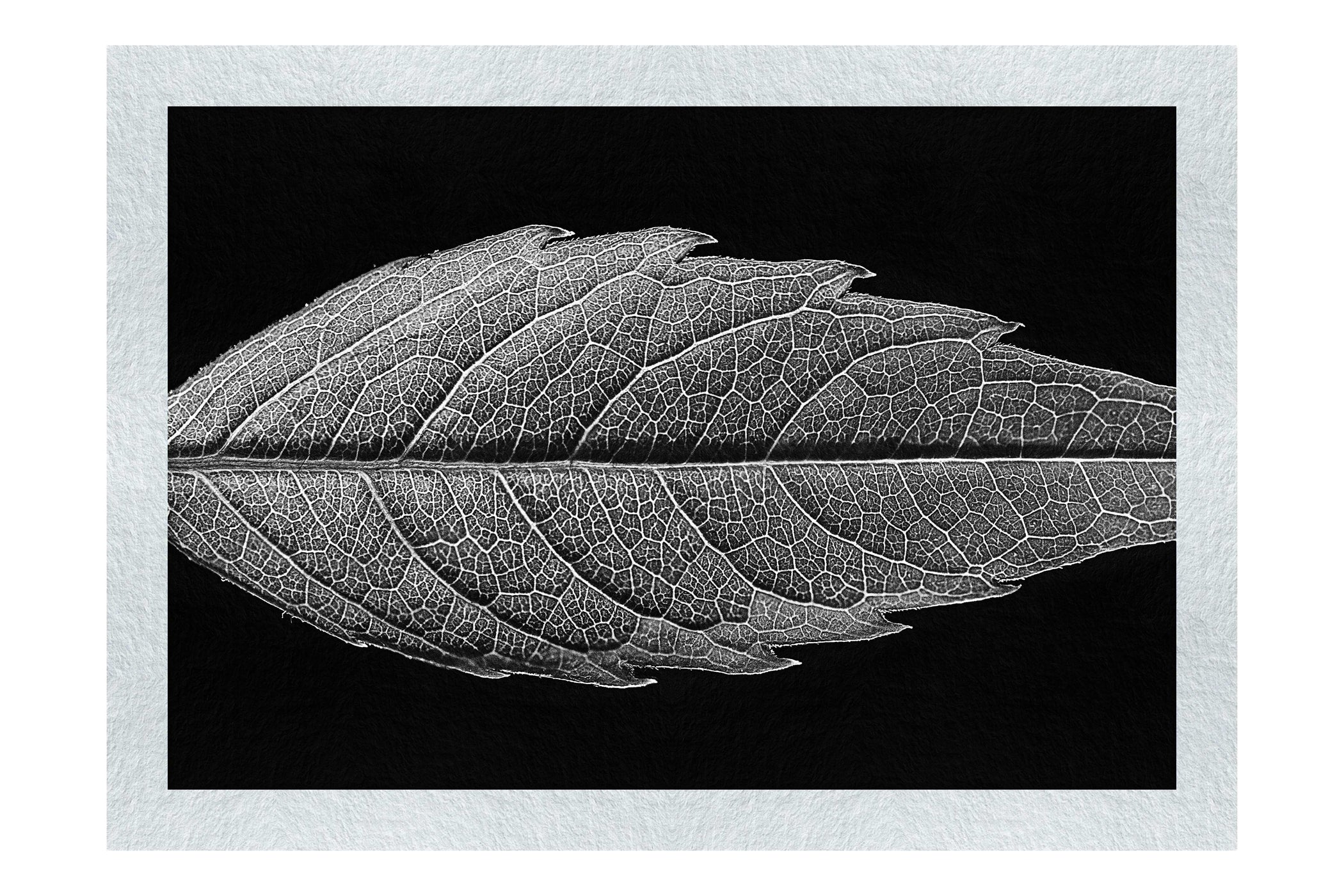 Autumn's Palette: Changing Leaf Portrait - Monochrome Fine Art Print - Flowers & Plants Category