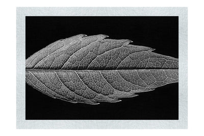 Autumn's Palette: Changing Leaf Portrait - Monochrome Fine Art Print - Flowers & Plants Category