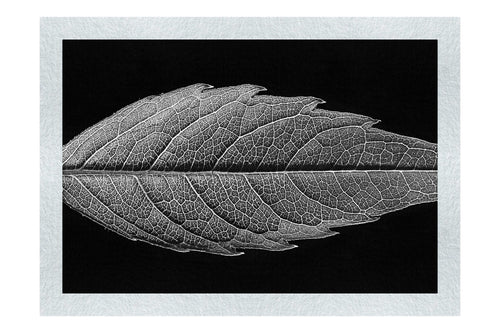 Autumn's Palette: Changing Leaf Portrait - Monochrome Fine Art Print - Flowers & Plants Category