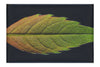 Autumn's Palette: Changing Leaf Portrait - Canvas Print - Flowers & Plants Category