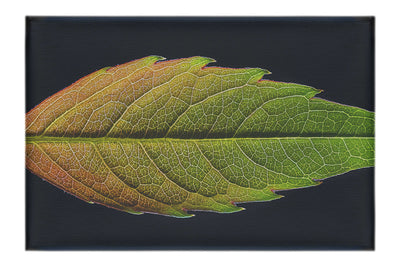 Autumn's Palette: Changing Leaf Portrait - Canvas Print - Flowers & Plants Category