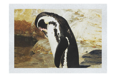 Humboldt Penguin - Fine Art Print - Wildlife Category