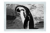 Humboldt Penguin - Monochrome Fine Art Print - Wildlife Category