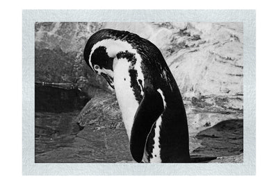 Humboldt Penguin - Monochrome Fine Art Print - Wildlife Category