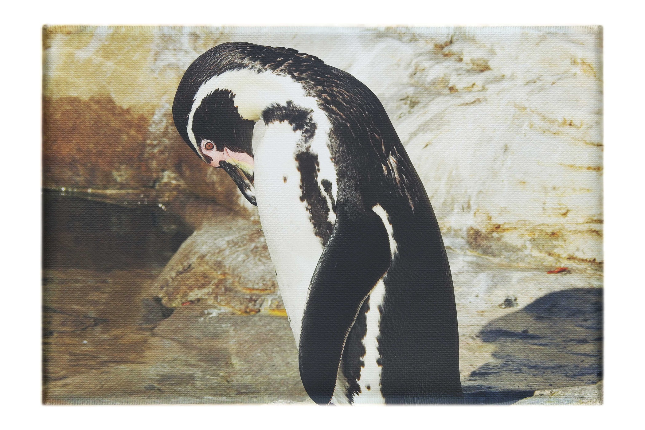 Humboldt Penguin - Canvas Print - Wildlife Category
