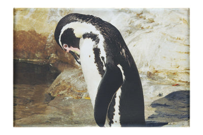 Humboldt Penguin - Canvas Print - Wildlife Category