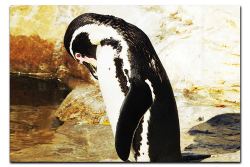 Humboldt Penguin - Acrylic Print - Wildlife Category
