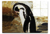 Humboldt Penguin - Acrylic Print - Wildlife Category