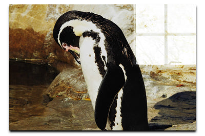 Humboldt Penguin - Acrylic Print - Wildlife Category