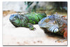 Iguana Twins - Acrylic Print - Wildlife Category