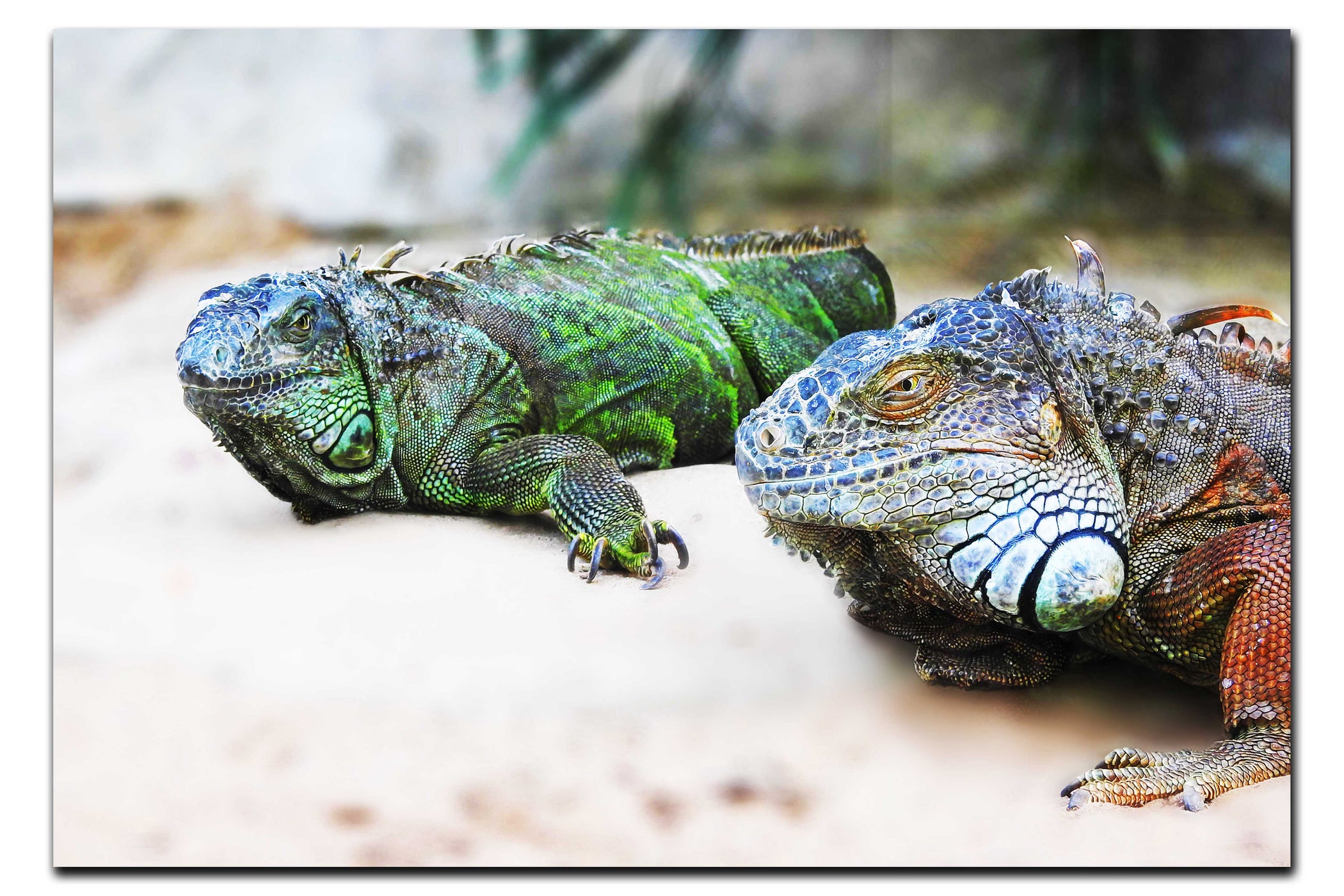 Iguana Twins - Acrylic Print - Wildlife Category