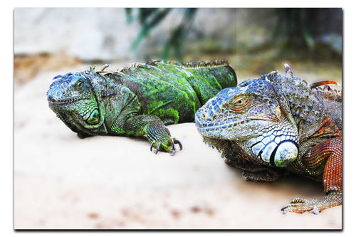 Iguana Twins - Acrylic Print - Wildlife Category