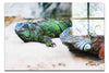 Iguana Twins - Acrylic Print - Wildlife Category