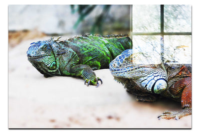 Iguana Twins - Acrylic Print - Wildlife Category
