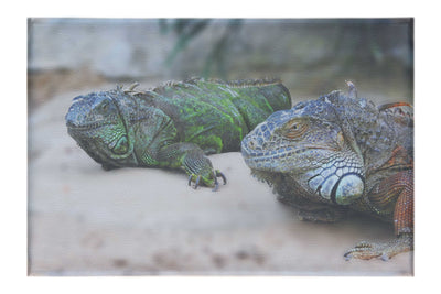 Iguana Twins - Canvas Print - Wildlife Category