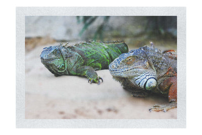 Iguana Twins - Fine Art Print - Wildlife Category