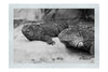 Iguana Twins - Monochrome Fine Art Print - Wildlife Category