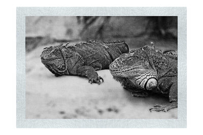 Iguana Twins - Monochrome Fine Art Print - Wildlife Category