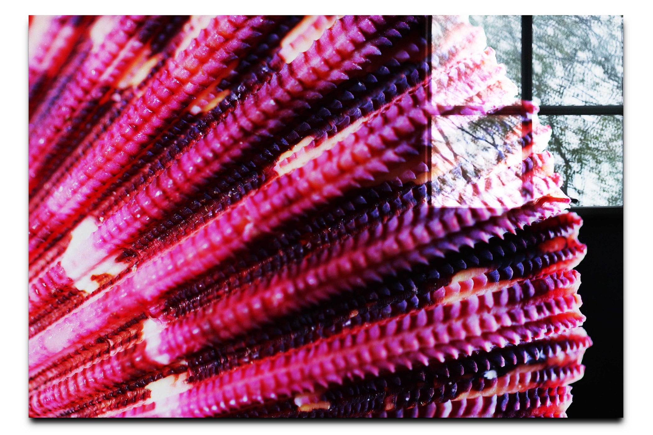 Cerise Scallop Shell - Acrylic Print - Aquatic Art Category