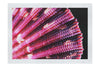 Cerise Scallop Shell - Fine Art Print - Aquatic Art Category