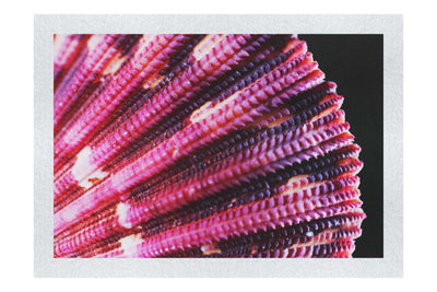 Cerise Scallop Shell - Fine Art Print - Aquatic Art Category