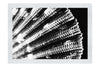 Cerise Scallop Shell - Monochrome Fine Art Print - Aquatic Art Category